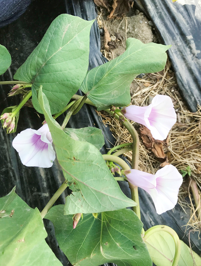 花を咲かせるのは百年に一度かも あの植物の花 ブログ 浜松市 静岡市の注文住宅 花みずき工房