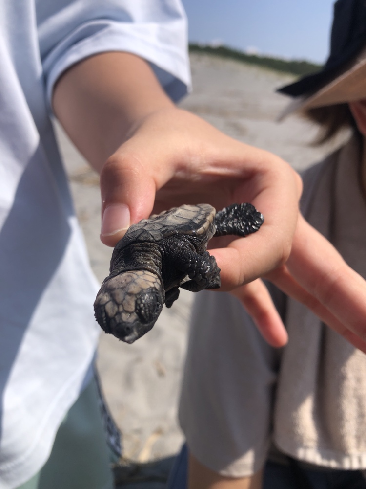 ウミガメの赤ちゃんを手で持ち上げている写真