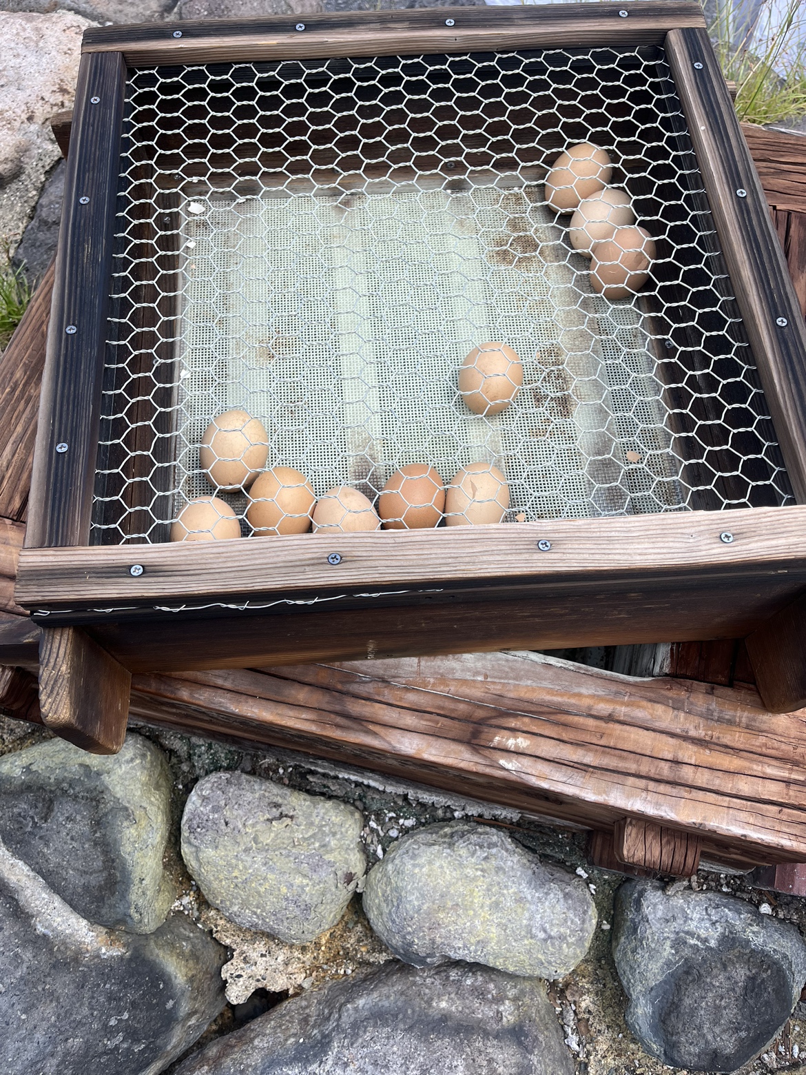 温泉の蒸気で蒸されるタマゴ
