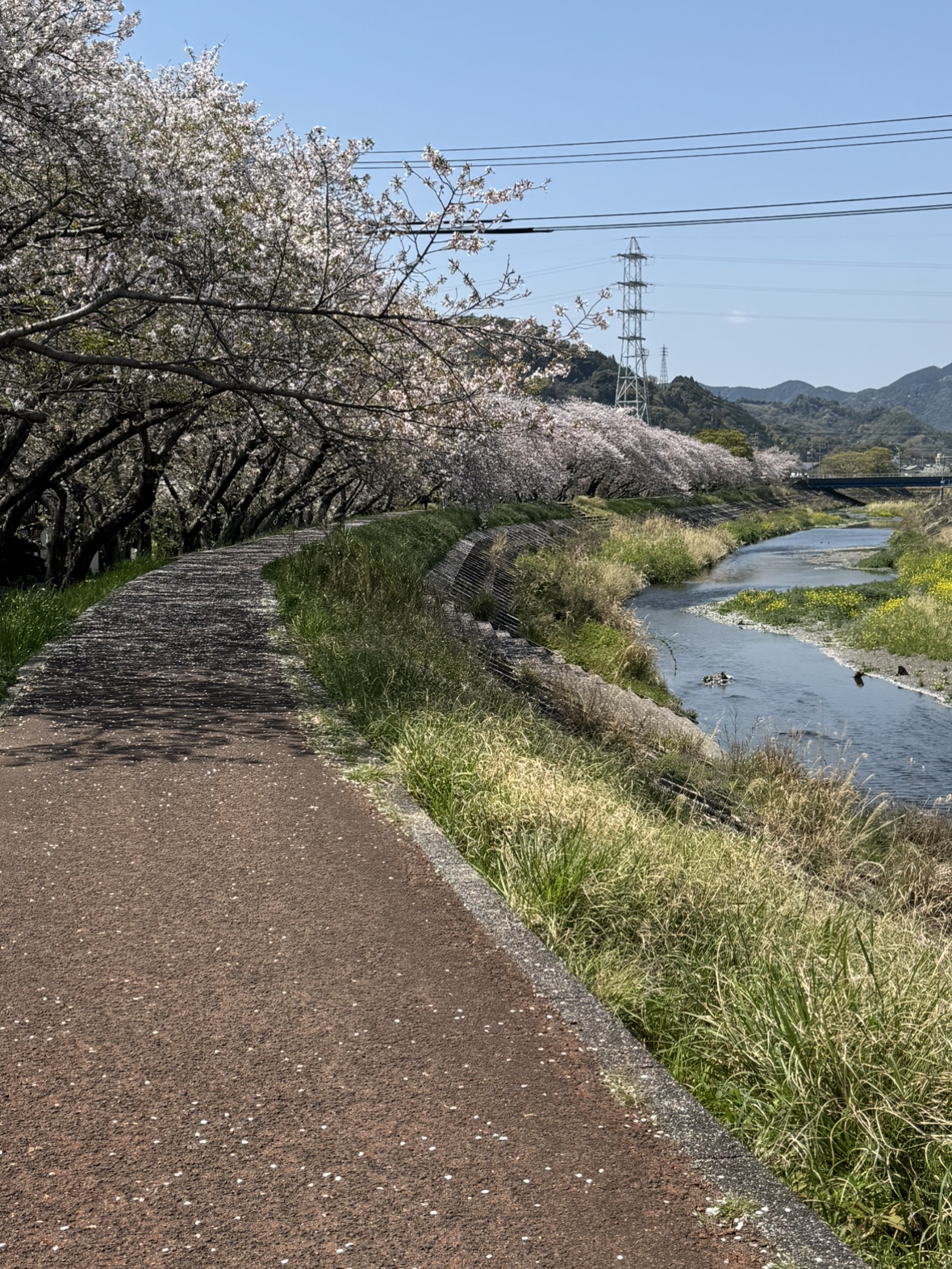 桜並木