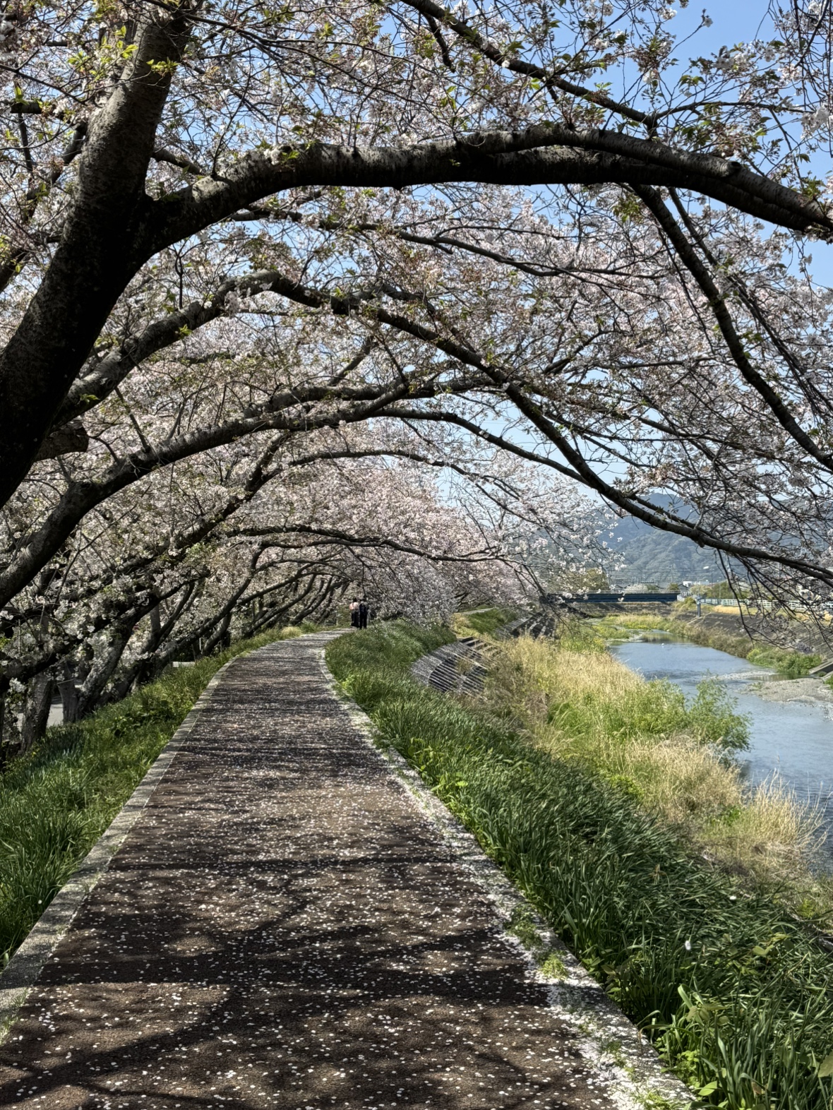 桜並木