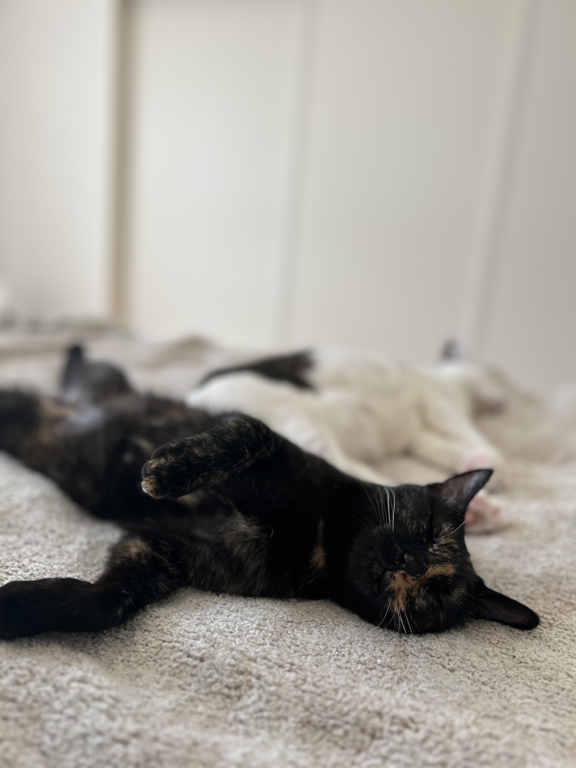 黒猫の子猫
