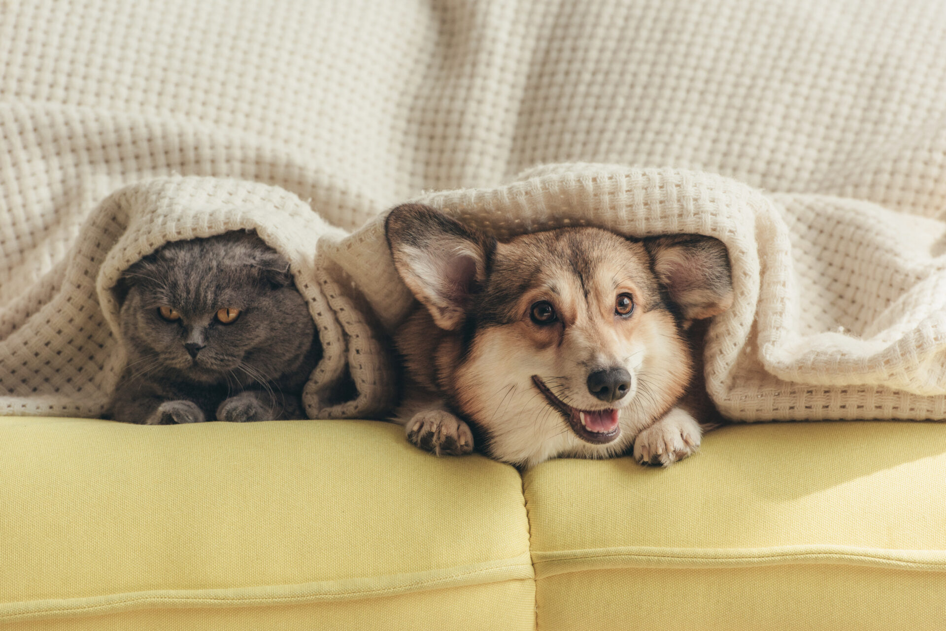 犬と猫 写真