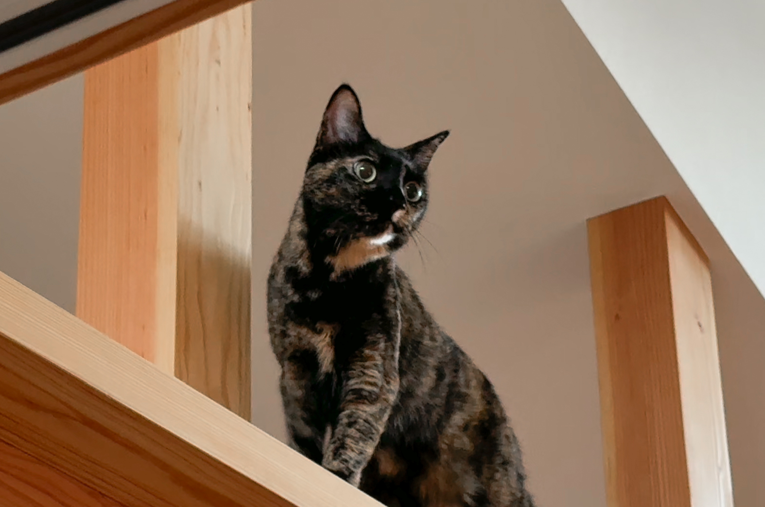猫写真