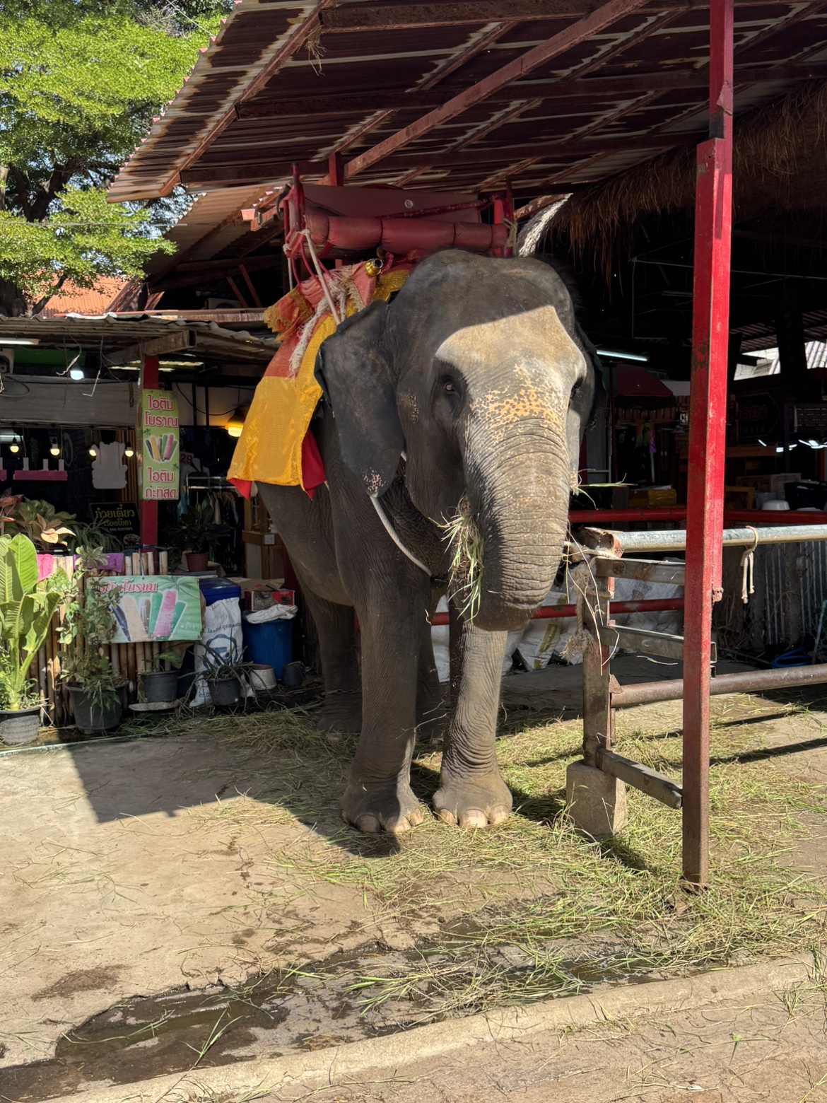 タイのゾウ