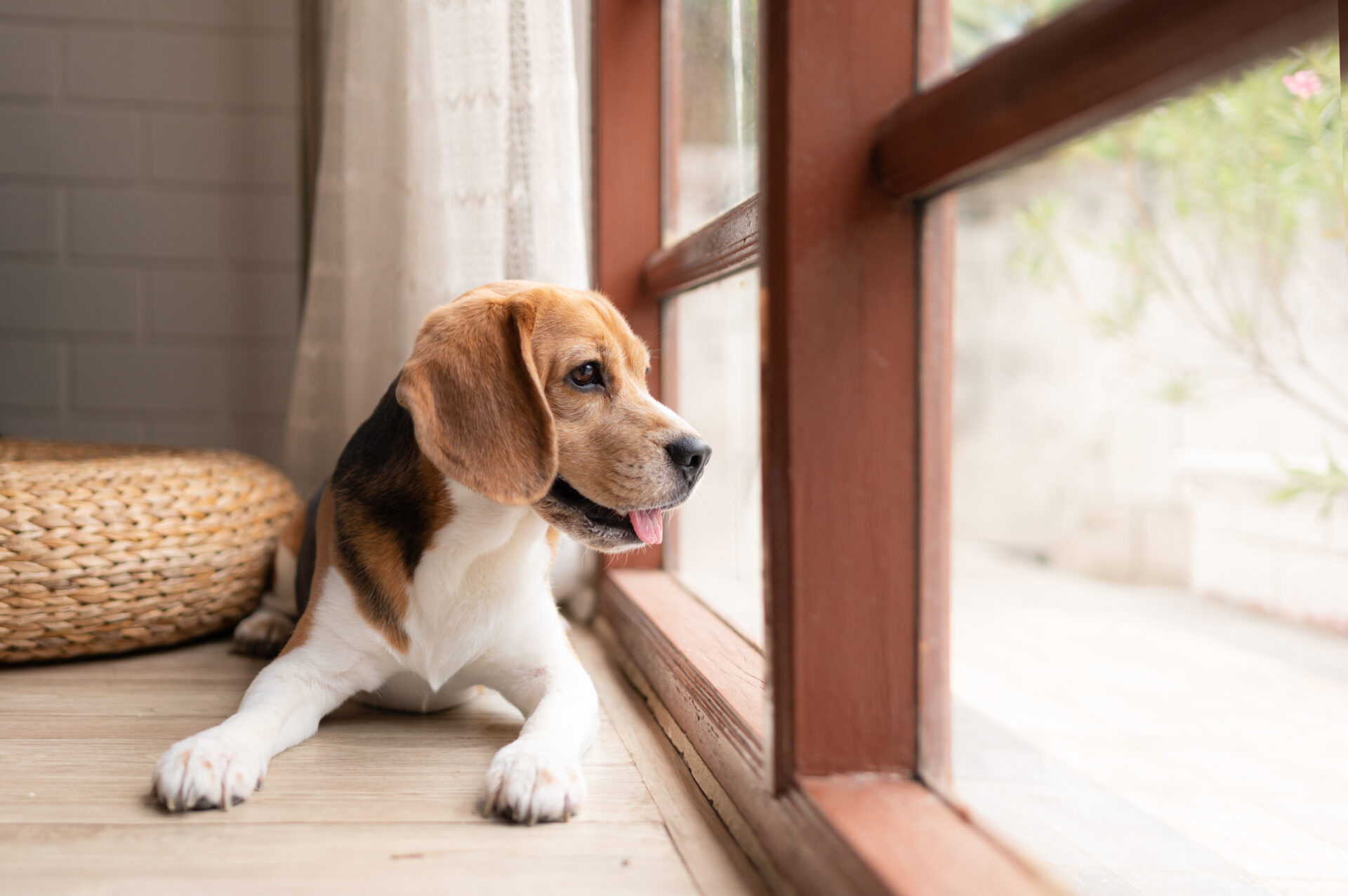 犬写真