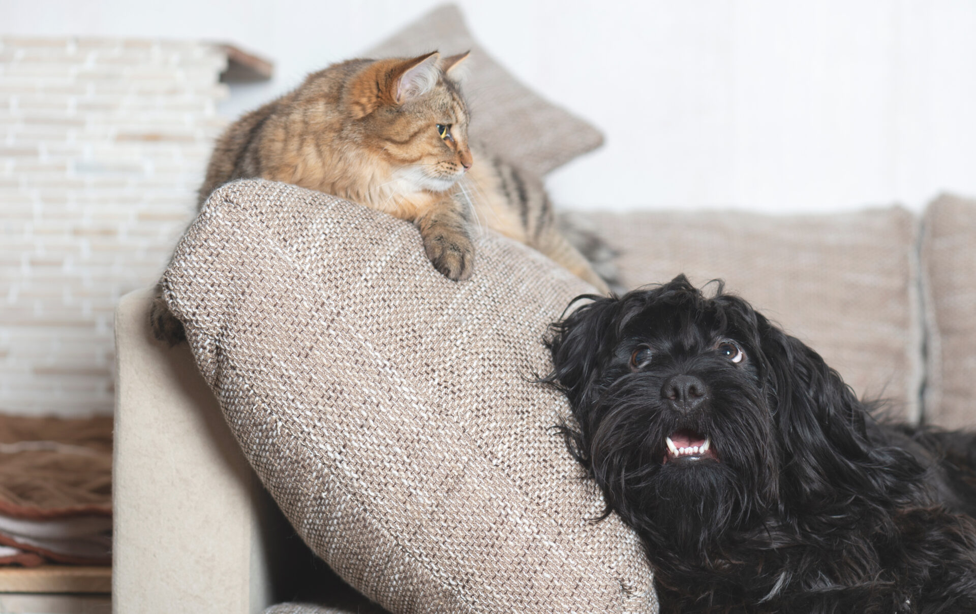 犬と猫 写真