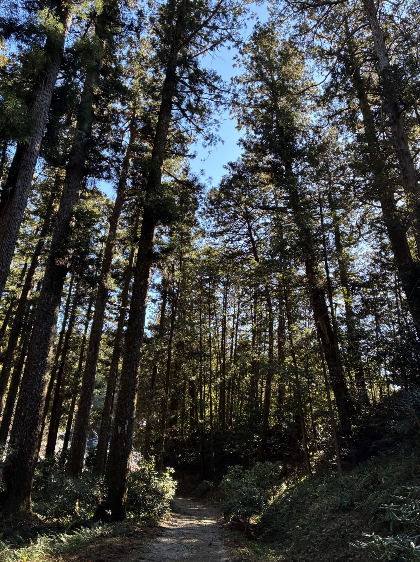 小國神社の参道の様子