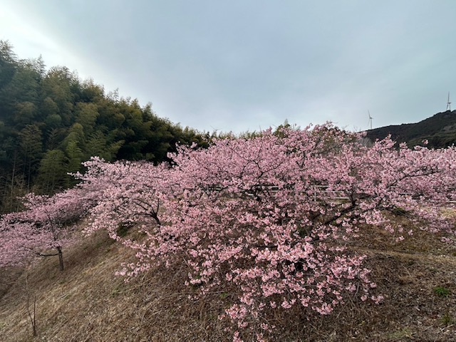 もうすぐひな祭り