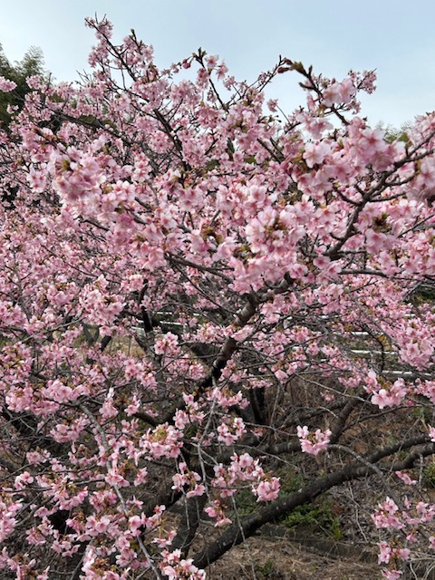 サクラが咲き始めました