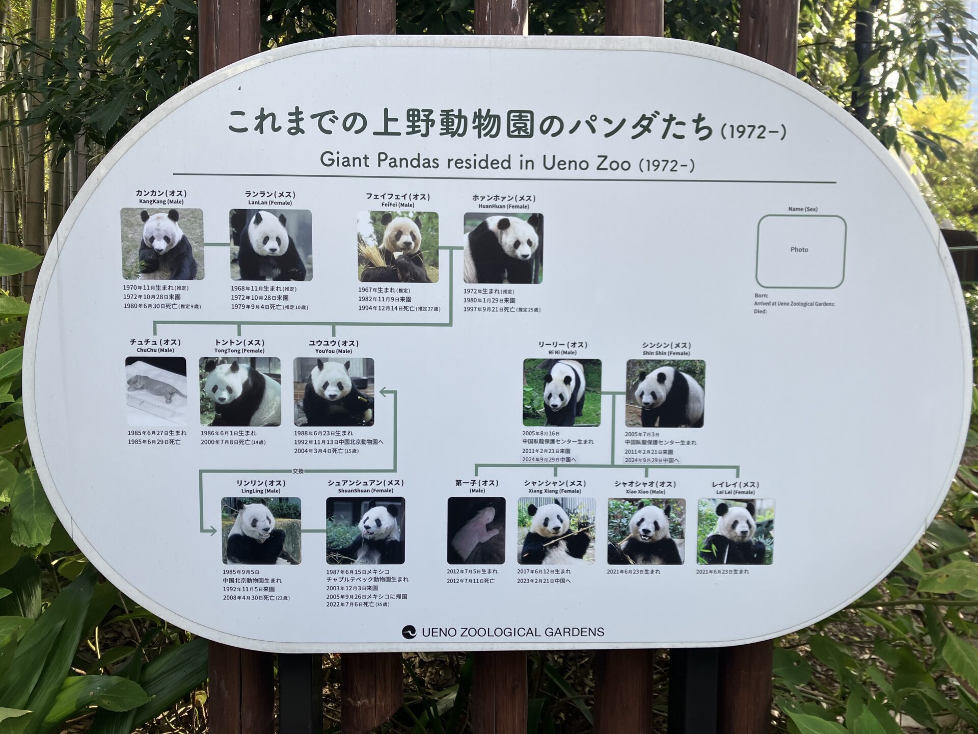 上野動物園のパンダ