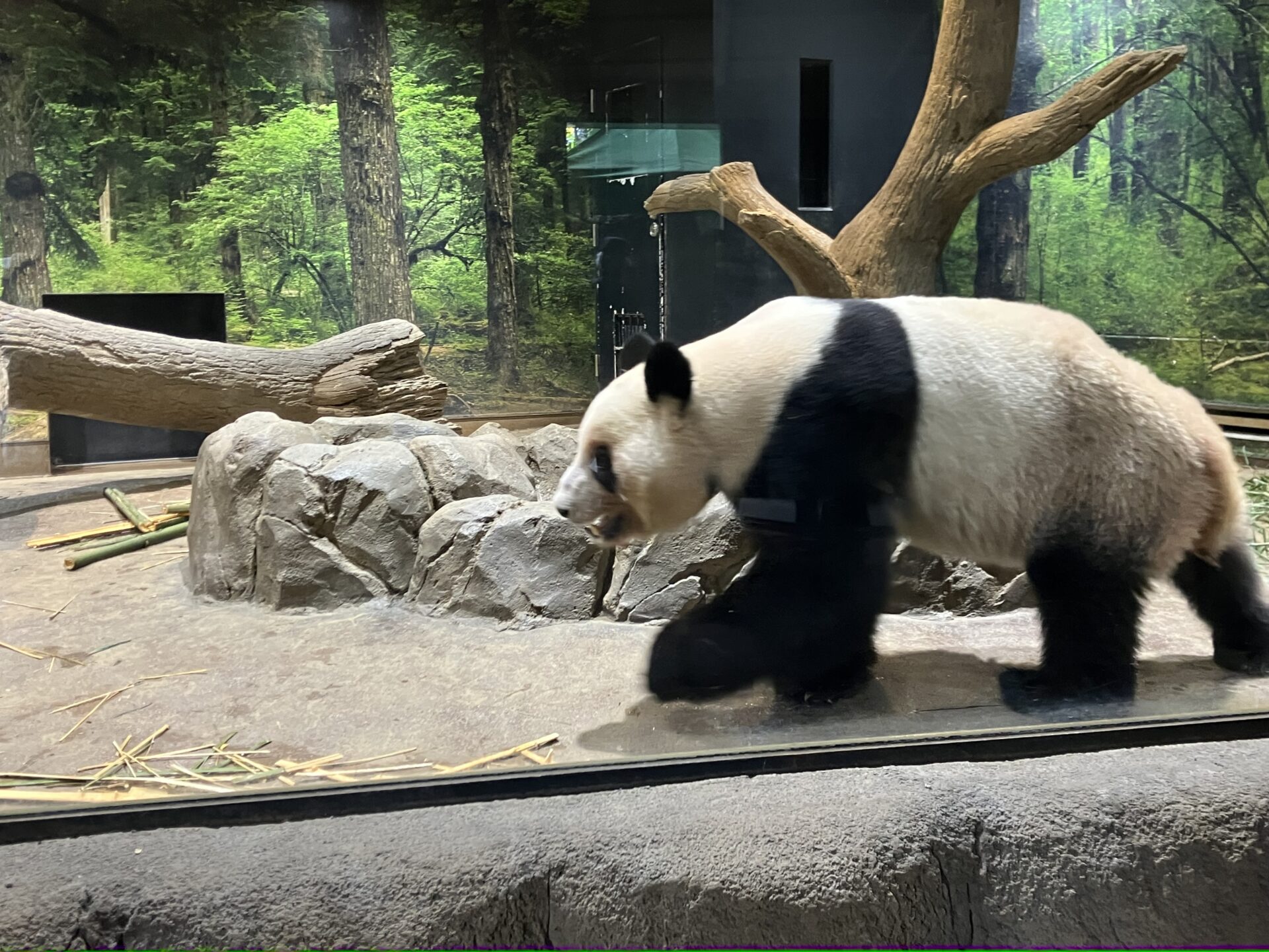 上野動物園のパンダ