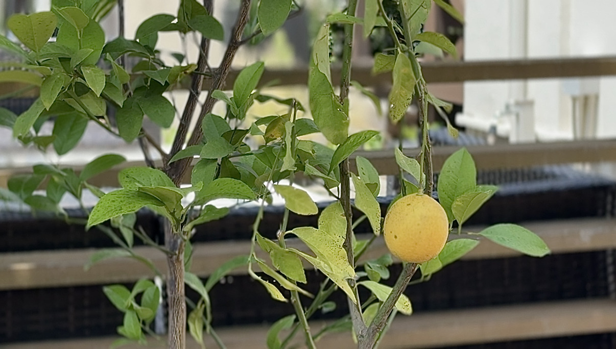 大平台本社植栽