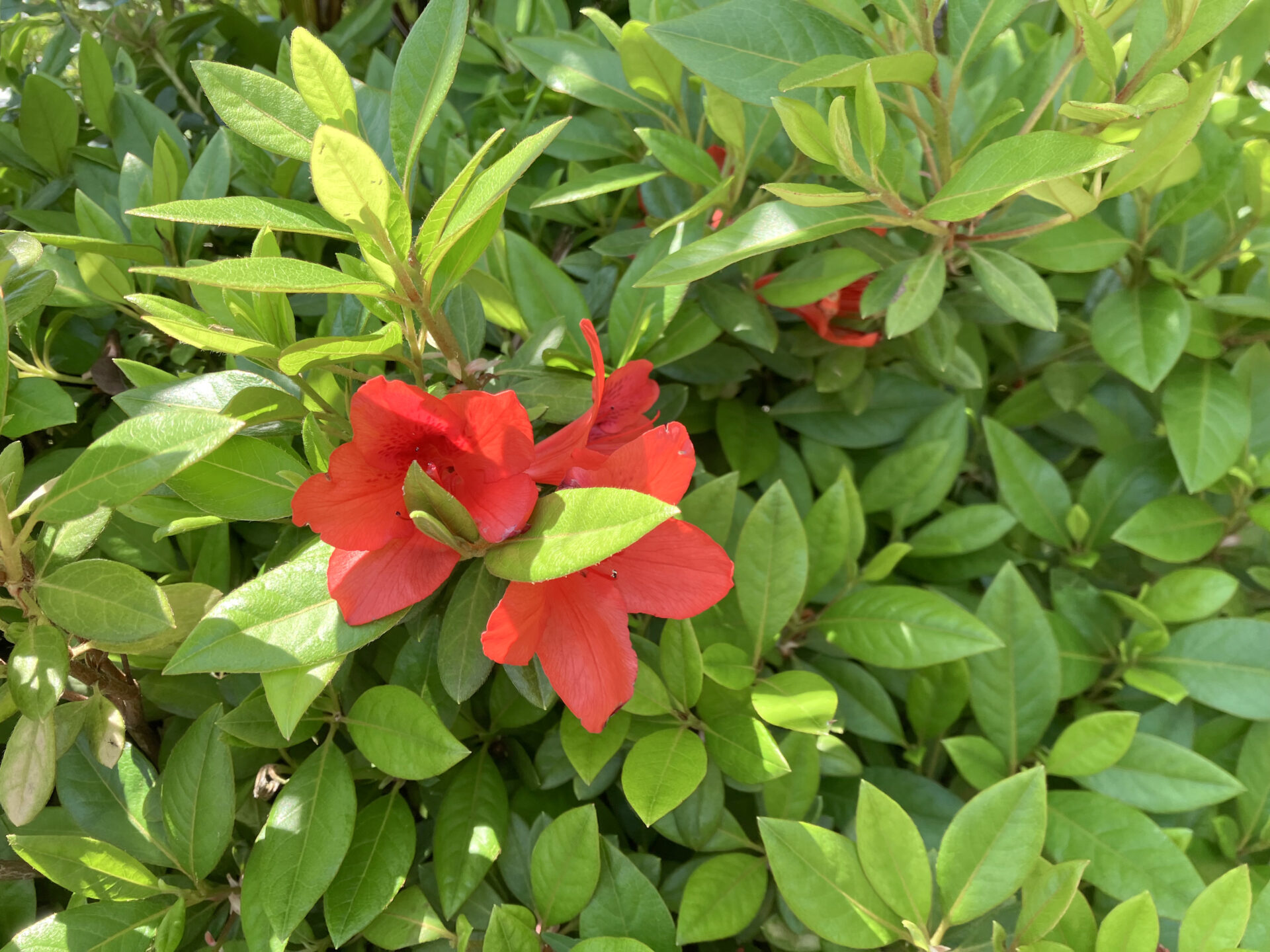 お庭の草花