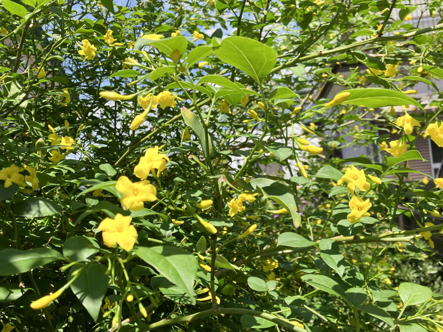 カロナイラジャスミン
