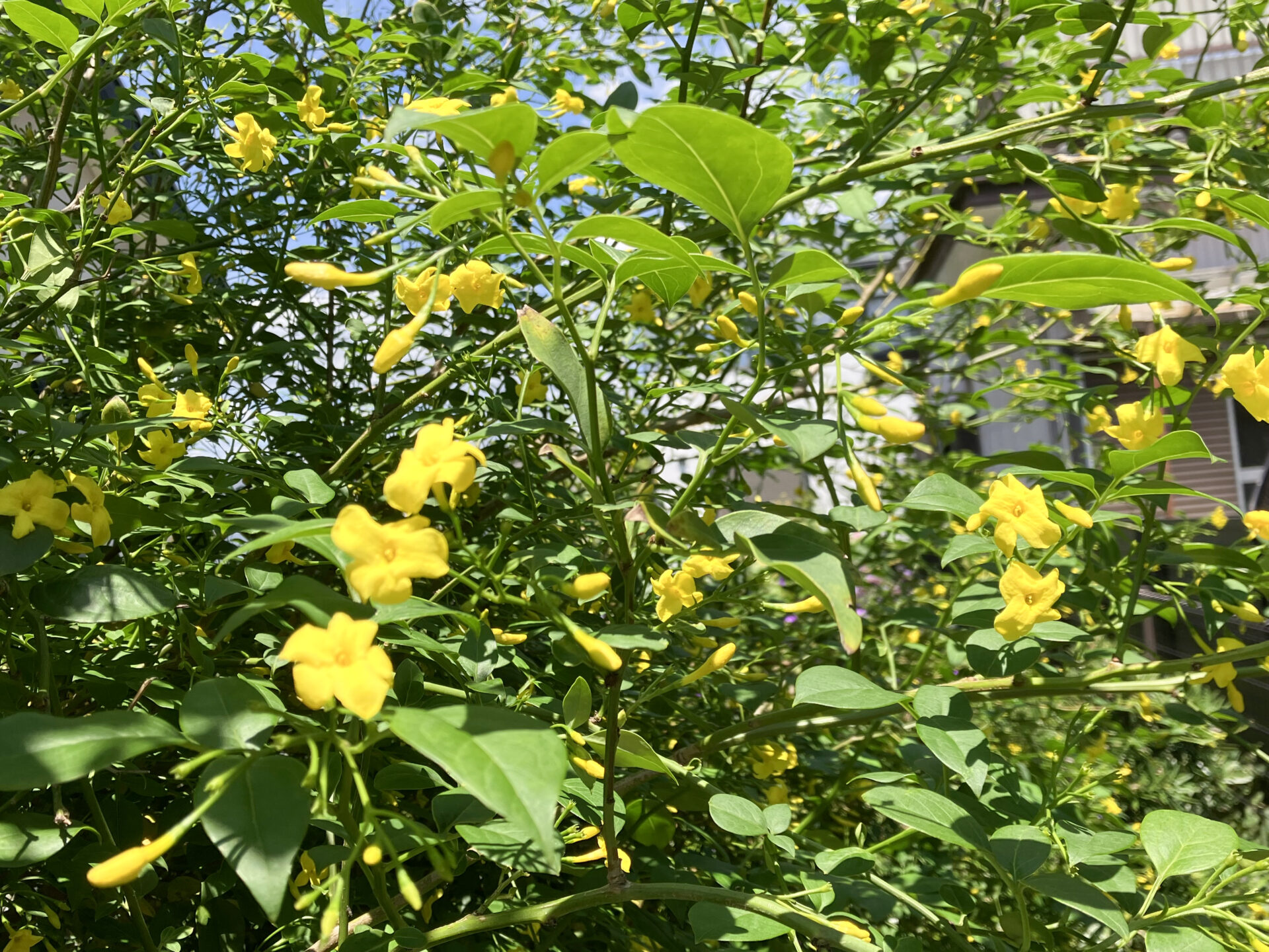 カロナイラジャスミン
